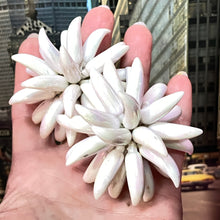 Load image into Gallery viewer, BID: Huge Pop Art Flower Earrings
